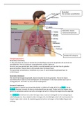Hoorcolleges en anatomie van de stem periode 1.2 HAN