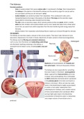 IGCSE&colon; Biology - Kidneys