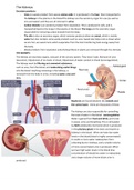 IGCSE: Biology - Kidneys
