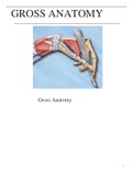 Complete Gross Anatomy Study Material