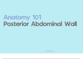 The Posterior Abdominal Wall