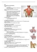 Anatomie 1 tentamen myologie Fysiotherapie