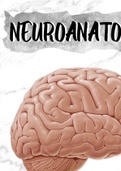 Generalidades Neuroanatomia