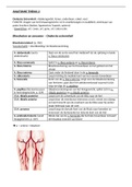 Anatomie Onderste extremiteit - Fysiotherapie Jaar 1