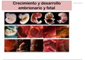 Crecimiento y desarrollo  embrionario y fetal