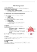 Samenvatting ademhalingsstelsel anatomie en fysiologie voor het MBO