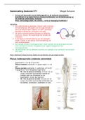 Anatomie Kennistoets 1 jaar 2 fysiotherapie