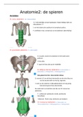 spieren anatomie 2