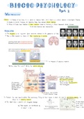 Summary Biological & Cognitive Psychology - English - PART 2 - Year 1, Period 3 - VU Psychology