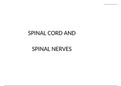 Spinal cord and spinal nerves (2).pptx