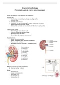 Fysiologie nieren/urinewegen