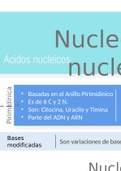 infografías: aminoácidos, nucleótidos y nucleósidos  