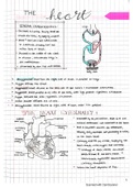 Circulatory Systems summary notes 