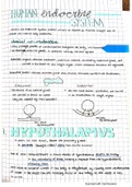 Endocrine System summary notes 