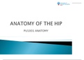 anatomy of the hip