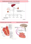 Pharmacology: Cardiovascular Drugs