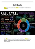 Cell Cycle medical professional notes