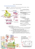 Neuromuscular physiology