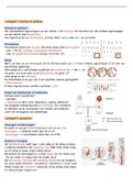 Samenvatting biologie (bvj MAX) hoofdstuk 3; genetica
