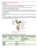 Anatomía de la vesícula y de las vías biliares