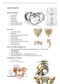 Anatomie samenvatting blok 2 jaar 2 