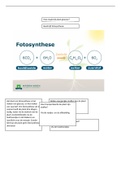 KORTE SAMENVATTING FOTOSYNTHESE