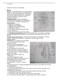 Begrippenlijst anatomie nieren en urinewegen