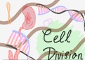 Cell Division 