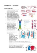 CR (Circulatie&Respiratie) Fysiologie