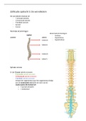 anatomie van de wervelkolom