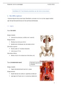 Samenvattingen anatomie Blok Cardiovasculair stelsel, ademhalingsstelsel, nier en urinewegen