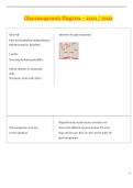 Gluconeogenesis Diagram Study Guide 2021 &lowbar; South University