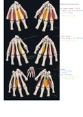 H4: deel 10 Functionele anatomie: extremiteiten en romp (boek van prof Tom Van Hoof )