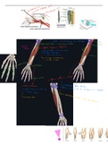 H4: deel 8 Functionele anatomie: extremiteiten en romp (boek van prof Tom Van Hoof )