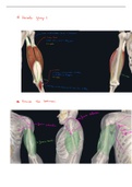 H4: deel 7 Functionele anatomie: extremiteiten en romp (boek van prof Tom Van Hoof )