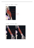 H4: deel 6 Functionele anatomie: extremiteiten en romp (boek van prof Tom Van Hoof )
