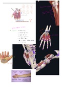 H4: deel 5 Functionele anatomie: extremiteiten en romp (boek van prof Tom Van Hoof )