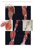 H4: deel 4 Functionele anatomie: extremiteiten en romp (boek van prof Tom Van Hoof )