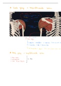 H4: deel 3 Functionele anatomie: extremiteiten en romp (boek van prof Tom Van Hoof )