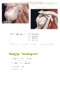 H4: deel 2 Functionele anatomie: extremiteiten en romp (boek van prof Tom Van Hoof )