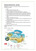 Samenvatting Biologie: de basis/inleiding in de biologie - 4/5 vwo 