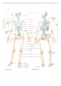 ANATOMY BIO 111- Practical Exam Study Materials&colon; Hudson County Community College