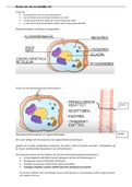 thema 2 cellen weefsels (en beenderstelsel)