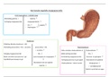 Samenvatting anatomie het spijsverteringsstelsel + schema's 