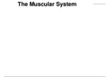 The Muscular System