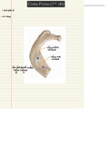 Anatomie: Overzicht osteologie Costa prima