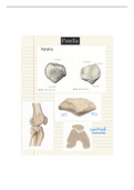 Anatomie: Overzicht osteologie Patella