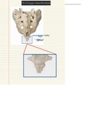 Anatomie: Overzicht osteologie Os Coxygys (staartbeentje)