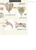 Anatomie: Overzicht osteologie Os Sacrum (heiligbeen)