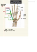 Anatomie: Overzicht osteologie Manus (hand) metacarpus - phalanges